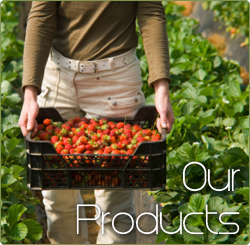 Our Products